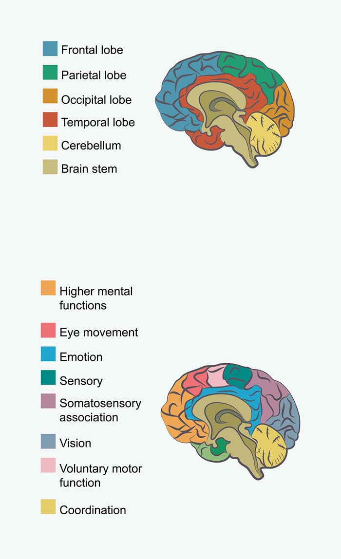 Which Brain Functions / Deficits are Evaluated?